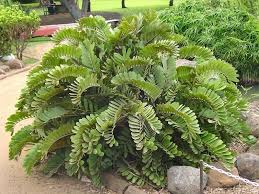 Image result for Alafia zambesiaca