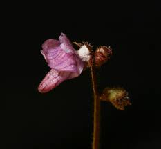 Image result for Genlisea margaretae