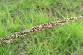 Image result for Sporobolus tenuissimus