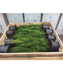 Palette Thuja Brabant 40 X 7 5 Liter Thuja Brabant Heckenpflanzen Rindenmulch