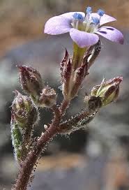 Image result for Gilgiochloa