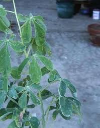 Image result for Adenia karibaensis