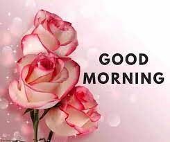 Maybe you would like to learn more about one of these? 56 Best Good Morning Flowers Images Boom Sumo