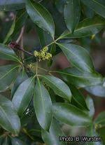 Image result for Vepris rogersii