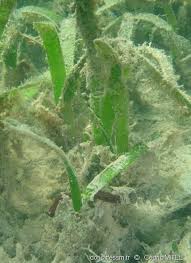 Image result for Thalassia hemprichii
