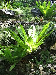 Image result for Asplenium aethiopicum