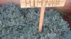 Pulmonaria Beneficios E Propriedades Da Planta