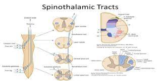 Image result for lissauer tract | motor neuron, central. Spinothalamic Tract Assignment Point