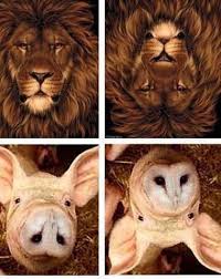 Pin By Batman On Animals Cool Illusions Illusions Cool Optical Illusions