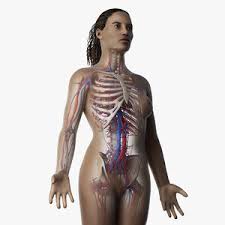 Learn about the different parts of the spine so you understand how it's designed and how it functions. Rigged Complete Human Anatomy 3d Models For Download Turbosquid