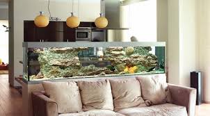 Diy fish tank decorations themes aquascaping, fresh water decor ideas, small aquascaping homemade, creative aquascaping cool simple ideas, unique aquascaping home made living room, colorful fish tank tropical, rustic aquascaping cute aquarium goldfish. Feng Shui Tips For Fish Tanks