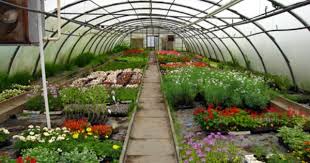 La Culture Sous Abri Garden Trees Greenhouse Garden