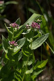 Image result for Pluchea bequaertii