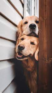  Pin By Edbert Benaya On Background Cute Animals Puppies Cute Dog Wallpaper