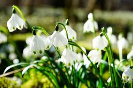 Fiori di stagione in inverno. I Fiori Invernali