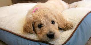 10 Ways To Help Your Dog Sleep Well Every Night Dogexpress