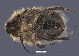 Image result for Tropinota hirta