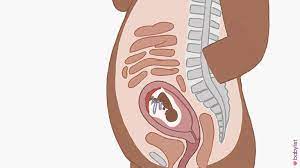 18 Weeks Pregnant Symptoms Baby Development Tips Babylist
