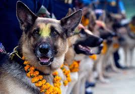 Guffadi Tihar Is Here Police Dog Training Dogs Dog Training School