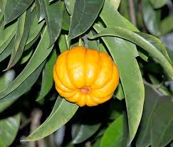 Image result for Garcinia acutifolia