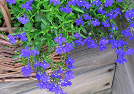 Image result for Lobelia hartlaubii