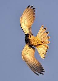 Kestrel Falco Tinnunculus Explored 26th September 2009 Flickr Photo Sharing Birds Of Prey Nature Birds Beautiful Birds
