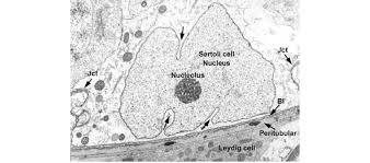 Maybe you would like to learn more about one of these? 7 Sertoli Cell Nucleus Showing Typical Indentations Arrows And Download Scientific Diagram