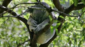 National 1300 000 kea ; Australia S Koalas Threatened By Deforestation And Bushfires Environment All Topics From Climate Change To Conservation Dw 04 11 2019