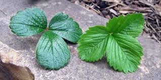 Image result for Fragaria chiloensis