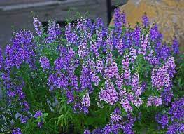 Pin On Plants And Garden Ideas