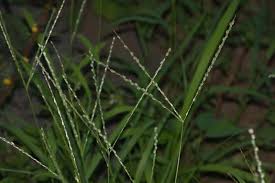 Image result for Digitaria nuda