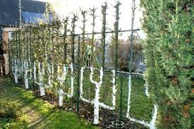 Planter Un Espalier Ou Une Palmette Chez Vous Amenagement Jardin Arbre Fruitier Jardin Pour Enfants
