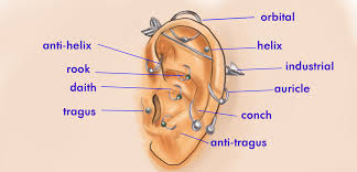 Nov 29, 2020 · ear anatomy: Ear And Nose Cartilage Piercings Pain And Care Tatring