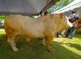Sorotan hari pertandingan lembu sado terengganu 2018 yang julung kali dianjurkan oleh persatuan penternak lembu sado dengan kerjasama jabatan perkhidmatan. Terengganu Lancar Projek Ternak Lembu Sado Secara Berkelompok Pulangan Lumayan Bagi Penternak Kitareporters Semua Boleh Jadi Reporter