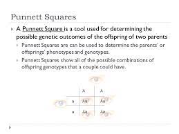 The punnett square is a classic genetics diagram used to look at hereditary traits as they pass to begin your punnett square question, begin a new assessment, then create a new question have any questions? Punnett Squares C Kohn Waterford Wi Ppt Video Online Download