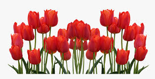 Browse 1,834,488 flowers in nature stock photos and images available, or search for forest or wild flowers to find more great stock photos and pictures. Tulips Spring Nature Flower Flowers Red Good Morning Flowers Download Hd Png Download Kindpng