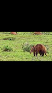 Image result for Maerua cafra