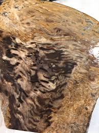 Pin By Nia Taubr On Fossils Petrified Wood Slab Rocks And Gems