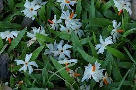 Jessore Night Flowers Plants Fragrant Garden