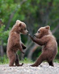 Medvezhata Jpg Bear Cubs Cute Baby Animals Cute Animal Pictures