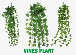 Green leafed vine plant, vine plant ivy tree, others transparent background png clipart. Vine Plant Png Images Free Transparent Vine Plant Download Kindpng