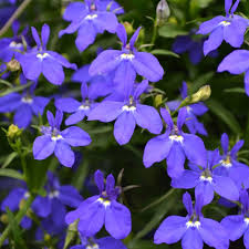 Image result for Lobelia fervens
