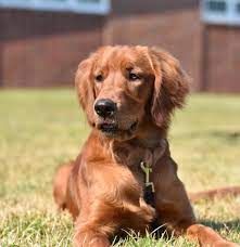 Are golden retrievers large or small breed? Rock Creek Golden Irish Bloomington Il Glorious Dawn Puppies
