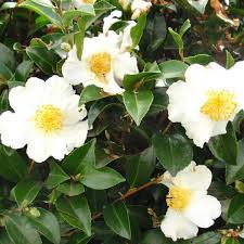 Camellia Sasanqua Setsugekka Camellia Plant Evergreen Flowering Shrubs White Flowers