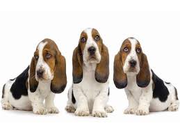 Pin On Animales