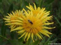 Image result for Berkheya zeyheri