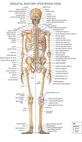 home anatomy physiology for ems libguides at com library