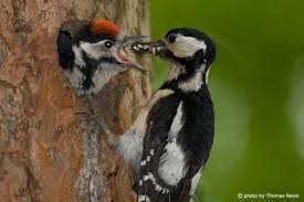 The green woodpecker also visits gardens regularly eating mostly ants in lawns, but while the great spotted woodpecker will tolerate people at a distance, or even in some cases you may be. Great Spotted Woodpecker Dendrocopos Major Info Details Facts Images