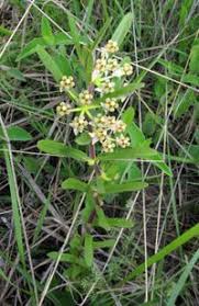 Image result for Xysmalobium heudelotianum