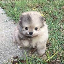 We did not find results for: Pomsky Puppies For Sale Pittsburgh Novocom Top